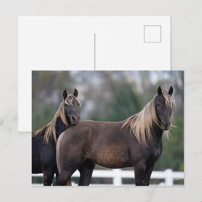 Bob Langrish | Two Rocky Mountain Horses Standing Postcard (Front/Back)