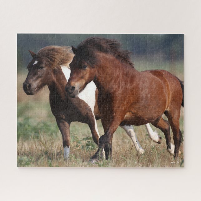 Bob Langrish Two Shetland Ponies Running Together Jigsaw Puzzle (Horizontal)
