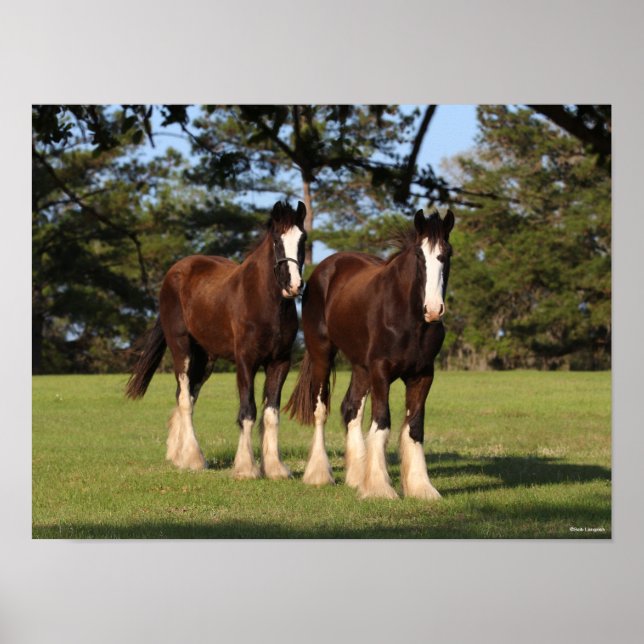Bob Langrish | Two Shire Horse Youngsters Standing Poster (Front)