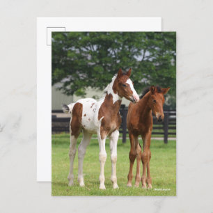 Bob Langrish   Two Sport Horse Foals Standing Postcard