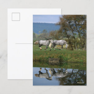 Bob Langrish Two Together Warmbloods By Lake Postcard