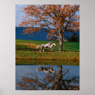 Bob Langrish   Two Together Warmbloods By Lake Poster