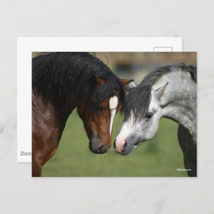 Bob Langrish Two Welsh Ponies Meeting Postcard