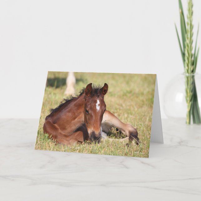 Bob Langrish | Warmblood Foal Lying Down In Grass Card (Front)