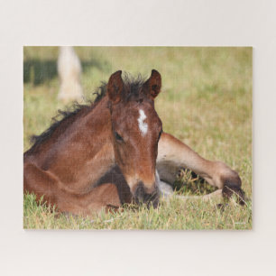 Bob Langrish   Warmblood Foal Lying Down In Grass Jigsaw Puzzle