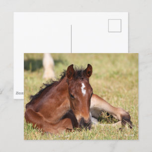 Bob Langrish Warmblood Foal Lying Down In Grass Postcard