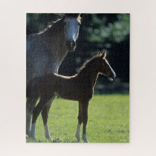 Bob Langrish Warmblood Mare and Foal Backlit Jigsaw Puzzle
