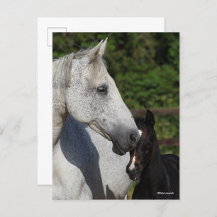 Bob Langrish Warmblood Mare and Foal Headshot Postcard