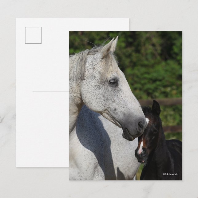 Bob Langrish | Warmblood Mare and Foal Headshot Postcard (Front/Back)