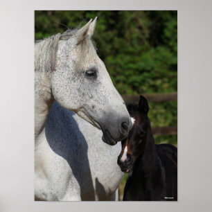 Bob Langrish   Warmblood Mare and Foal Headshot Poster