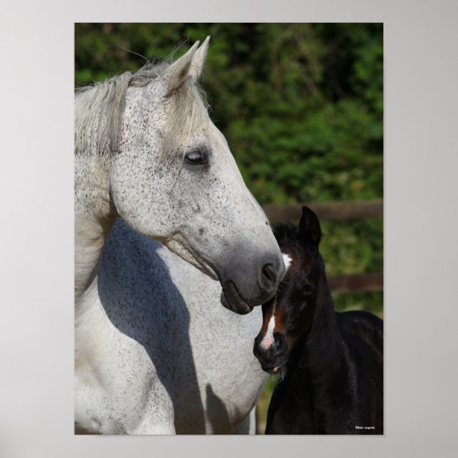 Bob Langrish | Warmblood Mare and Foal Headshot Poster (Front)