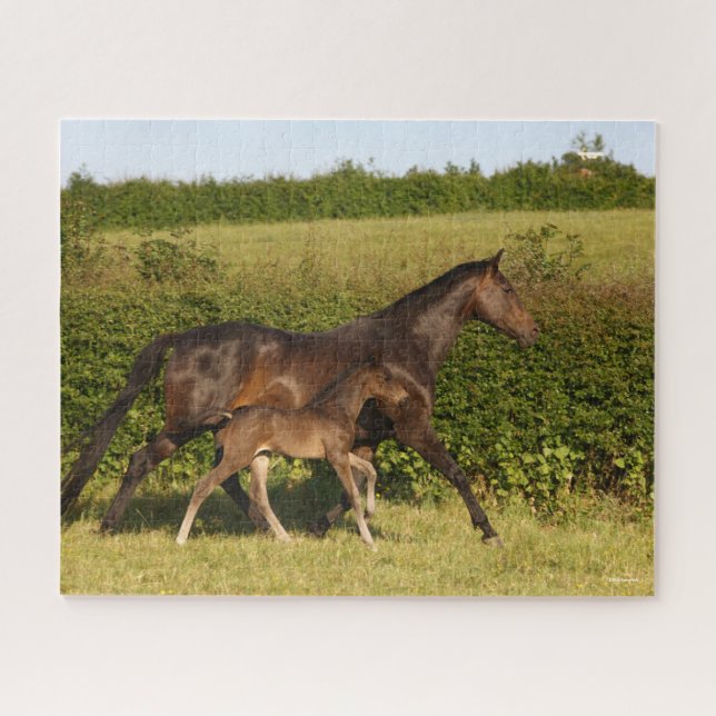 Bob Langrish | Warmblood mare and Foal Walking Jigsaw Puzzle (Horizontal)