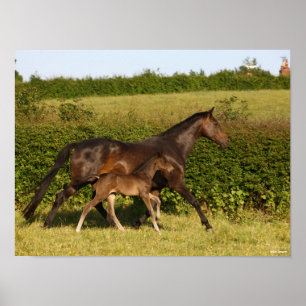 Bob Langrish   Warmblood mare and Foal Walking Poster