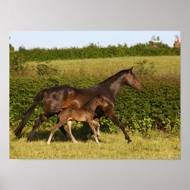Bob Langrish | Warmblood mare and Foal Walking Poster (Front)