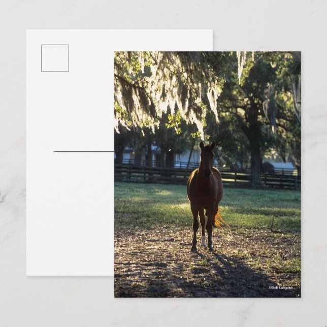 Bob Langrish | Warmblood Standing Backlit Postcard (Front/Back)