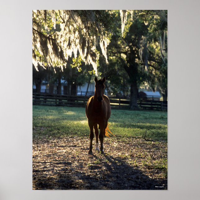 Bob Langrish | Warmblood Standing Backlit Poster (Front)