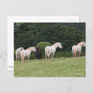 Bob Langrish Welsh Ponies Standing In Field Postcard