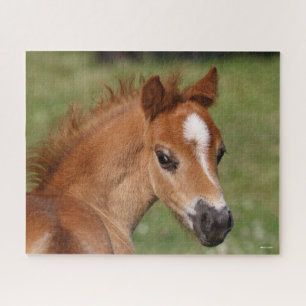 Bob Langrish   Welsh Pony Foal Headshot Jigsaw Puzzle