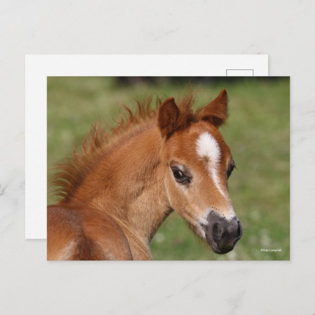 Bob Langrish | Welsh Pony Foal Headshot Postcard (Front/Back)
