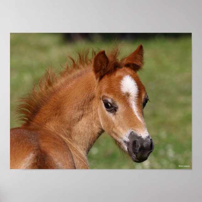 Bob Langrish | Welsh Pony Foal Headshot Poster (Front)