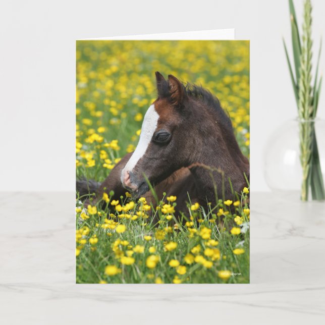 Bob Langrish | Welsh Pony Foal Lying In Grass Card (Front)