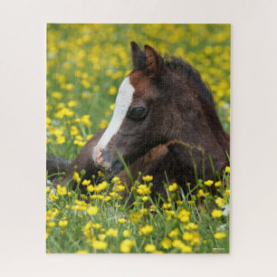 Bob Langrish   Welsh Pony Foal Resting In Flowers Jigsaw Puzzle