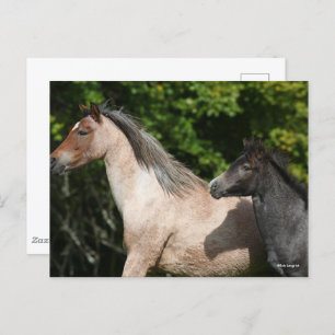Bob Langrish Welsh Pony Mare and Foal Headshot Postcard