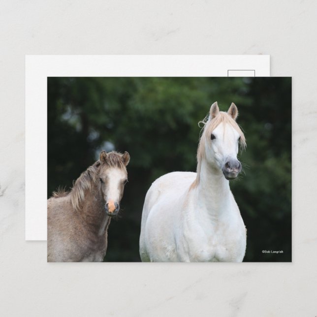 Bob Langrish | Welsh Pony Mare and Foal Postcard (Front/Back)