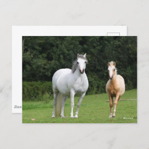 Bob Langrish Welsh Pony Mare and Foal Postcard