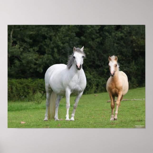 Bob Langrish | Welsh Pony Mare and Foal Poster (Front)