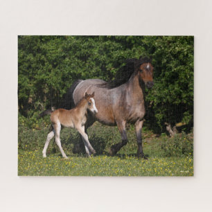 Bob Langrish   Welsh Pony Mare and Foal Running Jigsaw Puzzle