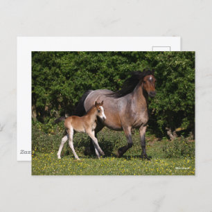 Bob Langrish Welsh Pony Mare and Foal Running Postcard