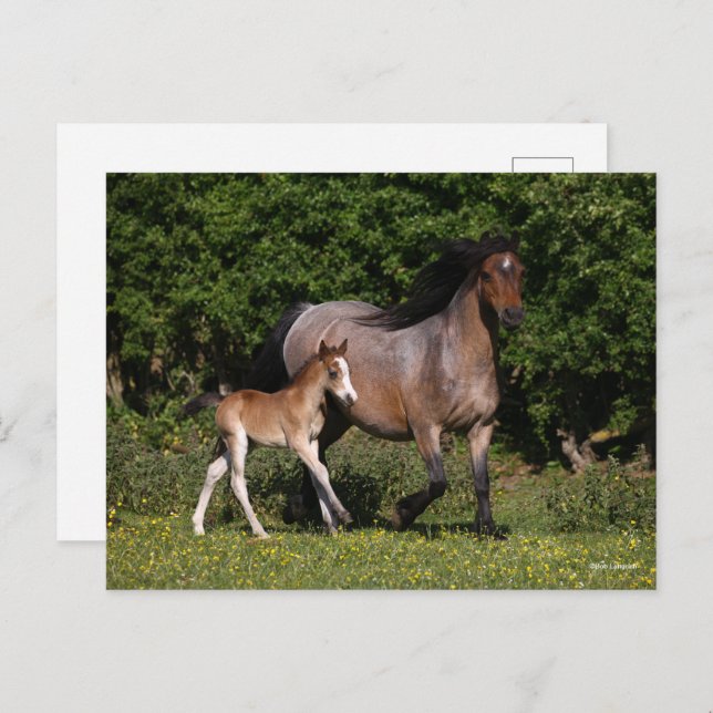 Bob Langrish | Welsh Pony Mare and Foal Running Postcard (Front/Back)