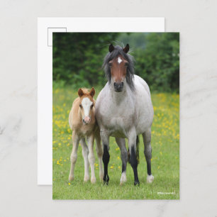 Bob Langrish Welsh Pony Mare and Foal Standing Postcard