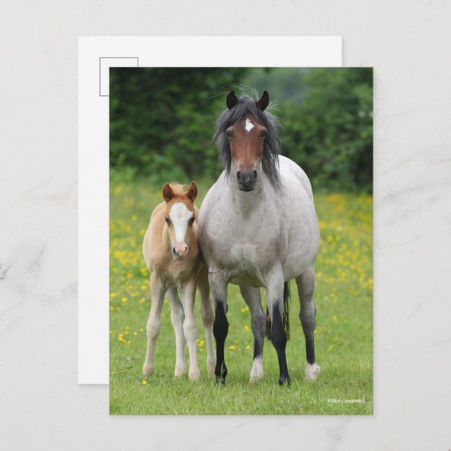 Bob Langrish | Welsh Pony Mare and Foal Standing Postcard (Front/Back)
