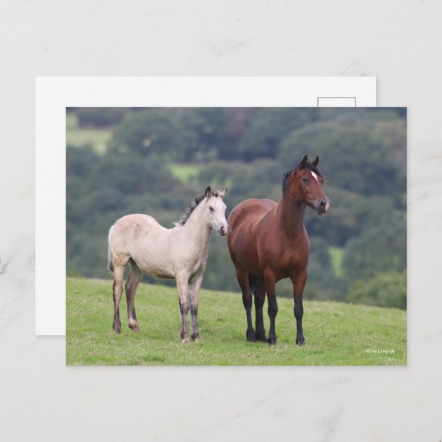 Bob Langrish | Welsh Pony Mare and Foal Standing Postcard (Front/Back)