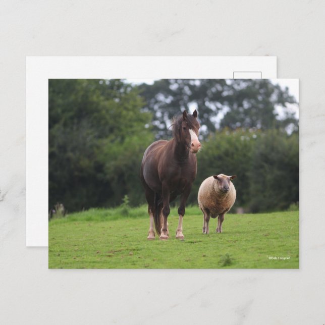 Bob Langrish | Welsh Pony Mare Standing With Sheep Postcard (Front/Back)