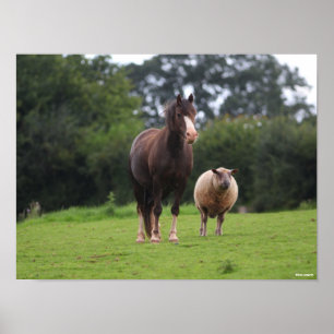 Bob Langrish   Welsh Pony Mare Standing With Sheep Poster