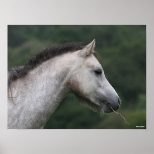 Bob Langrish   Welsh Section A Pony Headshot Poster