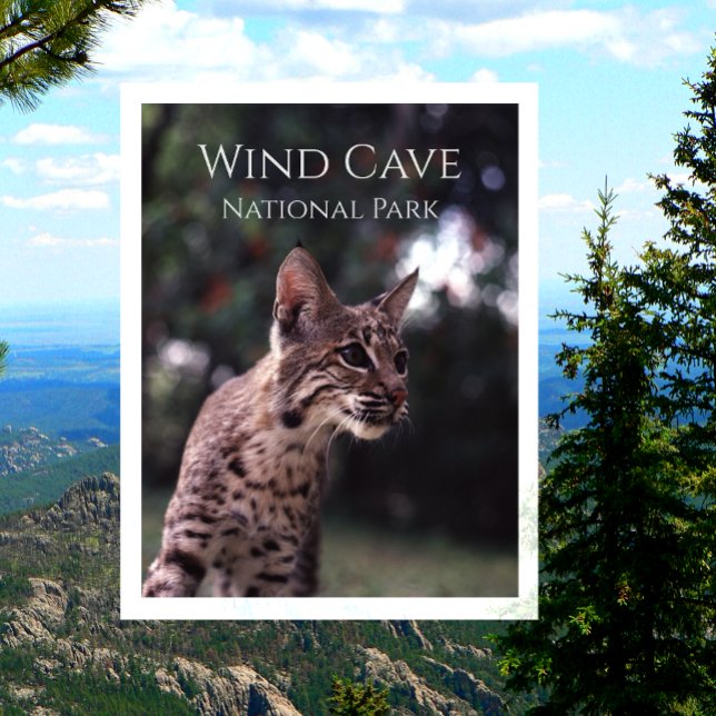 Bobcat at Wind Cave National Park, South Dakota Postcard (Creator Uploaded)