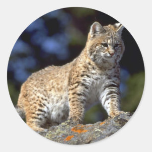 Bobcat Classic Round Sticker