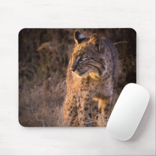 Bobcat Enjoying the Evening Sun Mouse Pad