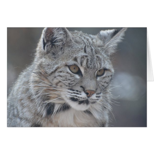 Bobcat Extraordinaire (Devant horizontal)