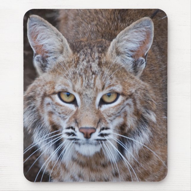 Bobcat Face Mouse Pad (Front)