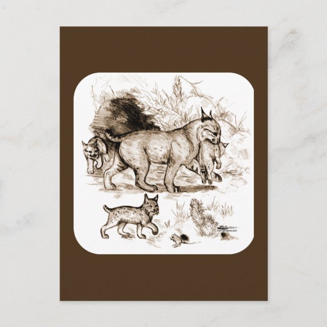 Bobcat Family Postcard (Front)