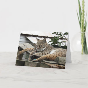 Bobcat Friends Birthday Card