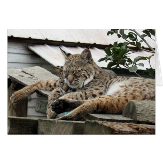 Bobcat Friends Birthday Card