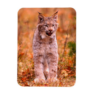 Bobcat Hunting Autumn Forest Magnet