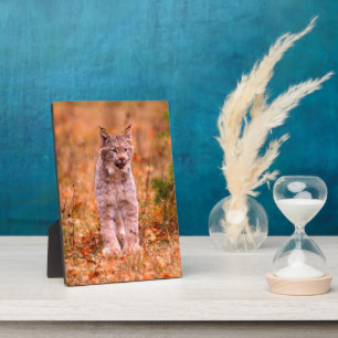 Bobcat Hunting   Autumn Forest Plaque
