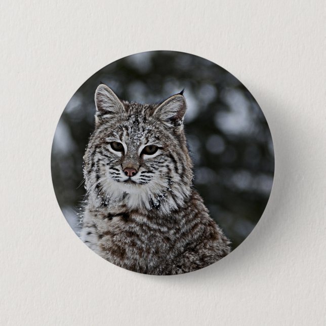 Bobcat in the Snow 2 Inch Round Button (Front)